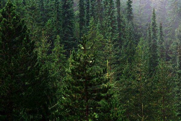 Hoće li Pančićeva omorika preživeti klimatske promene?